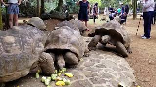 Feeding And Walking Around Giant Aldabra Tortoises Whilst Mating  La Vanille Nature Park Mauritius [upl. by Adora]