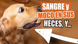 ¿QUÉ Significa MOCO o SANGRE en las HECES y ORINA de Tu PERRO🐶💩 [upl. by Abigale]