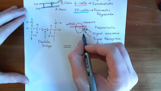 Insulin Synthesis and Secretion Part 2 [upl. by Sosanna]