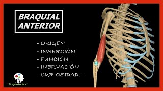 Braquial Anterior  Origen inserción función inervación y curiosidad [upl. by Amelia]