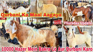 Kalyan Kongoan Bakra Mandi 2024  Thursday Live Mandi Update  Sasta Mein Bakra Abhi  9 May 2024 [upl. by Yeniar720]