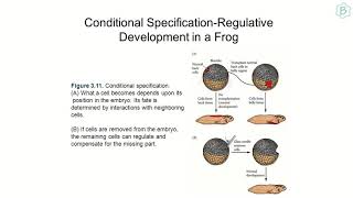 Basic Concepts of Developmental Biology with Practice Question for CSIRNET [upl. by Lussier239]