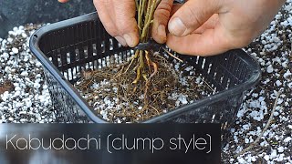 Creating Kabudachi clump style bonsai from Japanese maple seedlings and Ostrya carpinifolia [upl. by Vijnas163]