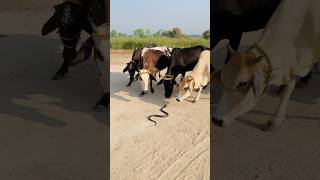 Snake attacked the cows 😲 [upl. by Roselane]