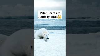 Polar Bears are Black shorts facts [upl. by Zoilla544]