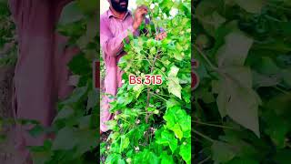 Transgenic cotton plants Bs 315  cotton crop management  Daily Routine Farmer shorts [upl. by Arratahs807]