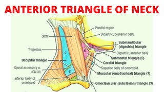 Anterior triangle of the neck [upl. by Aretse]