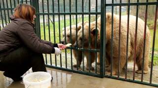 Fütterung im Bärenpark [upl. by Yrahk136]