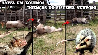 Bambeira e Raiva Equina um mal quase sem Controle visível [upl. by Aerdnak908]