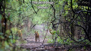 The Dholes🐾 Wildlife Encounter Nallamala forest Wild Dogs Field Story GundlaBrahmeswaram Sanctuary [upl. by Roderic]