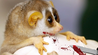 Toxic Bite Of Slow Loris  Poisonous Animals As Pets [upl. by Flita340]