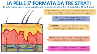 LA PELLE E FORMATA DA TRE STRATI [upl. by Barncard]