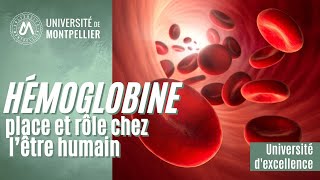 L’hémoglobine place et rôle chez l’être humain [upl. by Atinrahs]