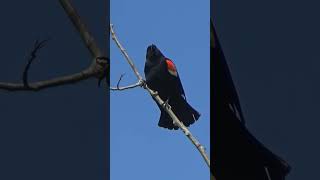 Red Winged RedWinged Blackbird [upl. by Aihsenet]