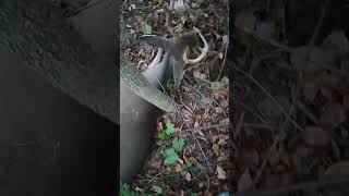 Stinker 1 s first cross bow buck [upl. by Aihsetan467]