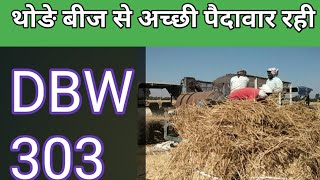 DBW 303  कितनी पैदावार रही [upl. by Geminius135]