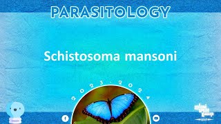 L1 Schistosoma mansoni  Parasitology [upl. by Gemmell]