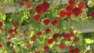 Vershuyscom Versflits De lekkerste en zoetste aardbeien uit Belfeld van Marcel Dings Brookberries [upl. by Assenay]