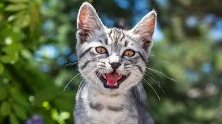 Male cat calling female  Male cat in heat sounds  Male cat mating call Cat mowing to attract cats [upl. by Eiramadnil451]