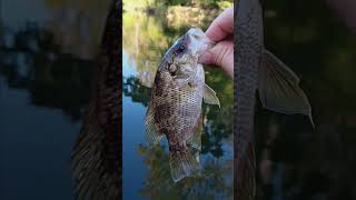 In God fishing caught a Nice Green Sunfish Bream at Middle Fork Little Red River by Leslie Arkansas [upl. by Nivan869]