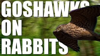 Goshawks on rabbits  fastaction footage [upl. by Eruot528]