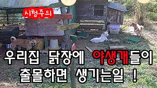 우리집 닭장주변에 야생개들이 출몰하면 생기는일시청주의 [upl. by Weihs]