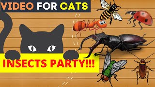 CAT GAMES on Screen  Insect Show  Bugs Flies Ants Cockroach and Bee Comes for Cats to Watch [upl. by Nnylekoorb700]