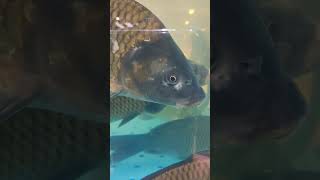 Рыба  431 shorts Аквариум Fish Aquarium 魚 मछली 물고기 سمكة Fisch Poisson Pez Pescare Peixe Балық Ikan [upl. by Acinorehs]