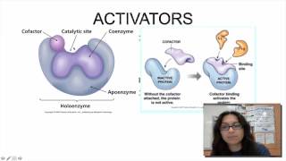 Enzyme Regulation [upl. by Dorina237]