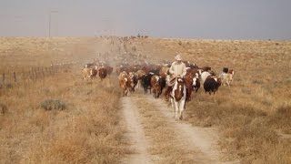 Chico Basin Ranch A Unique Brand [upl. by Yve694]