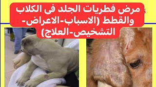 مرض فطريات الجلد فى الكلاب والقطط Ringworm Dermatophytosis in Dogs and Cats [upl. by Hsetirp]