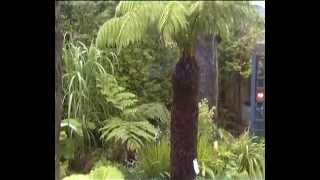 Dicksonia Antarctica and Cyathea Cooperi fernery [upl. by Ahsila748]