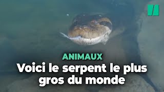 En Amazonie il y a une nouvelle espèce d’anacondas mais ils ne sont pas moins effrayants [upl. by Frazer]