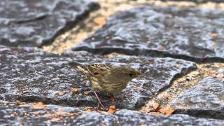 Lanceolated Warbler [upl. by Ellenhoj]