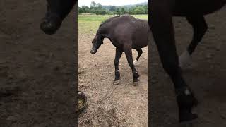 Case Study  Now Treated Horse Seizure  Equine Epilepsy  Neurological Episodes  Convulsions  UK [upl. by Aset793]