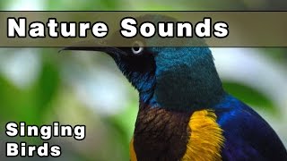 SINGING BIRDS Nature Sounds  12 Hours  Sounds of Nature  Gracefully Relax and Unwind [upl. by Tugman]