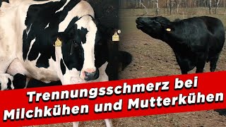 Trennungsschmerz bei Milchkühen und Mutterkühen – My KuhTube Film 699 [upl. by Ellard120]