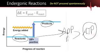 Metabolism Part 1  AnabolicCatabolic EndergonicExergonic OxidationReduction Enzyme Function [upl. by Naam]