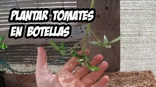 Como Plantar Tomates en botella de Plástico  Paso a Paso [upl. by Salvay]