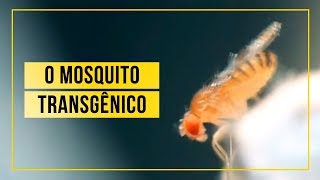 O mosquito transgênico [upl. by Gnem]