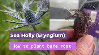 How to plant Sea Holly Eryngium from bare root [upl. by Chaves]