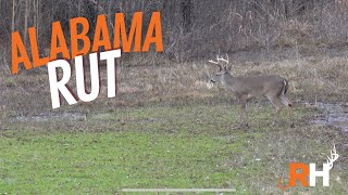 Alabama Rut  Missed Opportunity  Hunting Camp [upl. by Ybab]