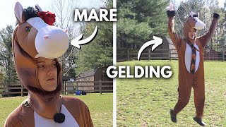 MARES VS GELDINGS funny 😂 [upl. by Steffi]