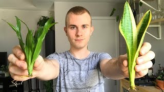 Salvaging Your Houseplants From Root Rot [upl. by Catto983]