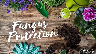 Chalet Recommends  Fungus Protection  Systemic Fungicide with Immunox [upl. by Etteuqaj572]