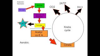 A2 Energy Pathways [upl. by Cheslie858]