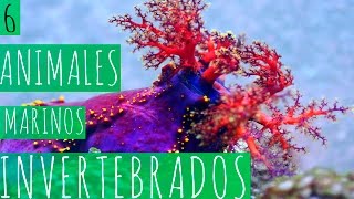 6 ANIMALES MARINOS INVERTEBRADOS [upl. by William]