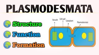 PLASMODESMATA Structure And Function  Protoplasmic Bridge of Plant Cell [upl. by Ressler]