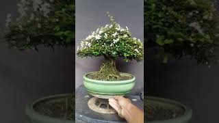 BONSAI malphigia coccigera [upl. by Zennas597]