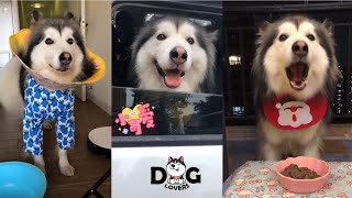 Alaskan Malamute Howling  Eating  Playing Compilation 2021 [upl. by Jonah557]